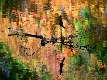 October Reflection - Free image #493967